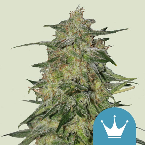 ROYAL HIGHNESS CBD FEM X1 ROYAL QUEEN SEEDS-1