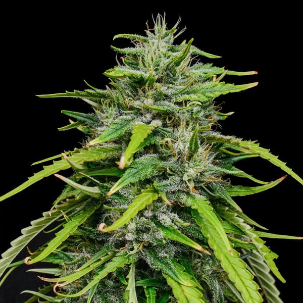 ROYAL HIGHNESS CBD FEM X1 ROYAL QUEEN SEEDS-3