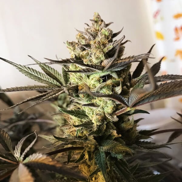ROYAL HIGHNESS CBD FEM X1 ROYAL QUEEN SEEDS-5