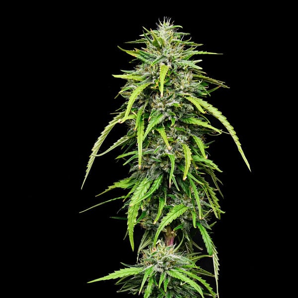 ROYAL HIGHNESS CBD FEM X1 ROYAL QUEEN SEEDS-2