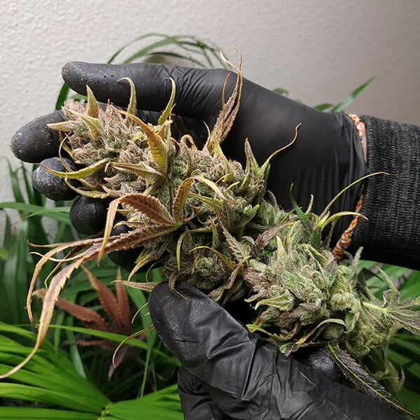 ROYAL HIGHNESS CBD FEM X1 ROYAL QUEEN SEEDS-7