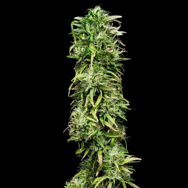 ROYAL HIGHNESS CBD FEM X1 ROYAL QUEEN SEEDS-4