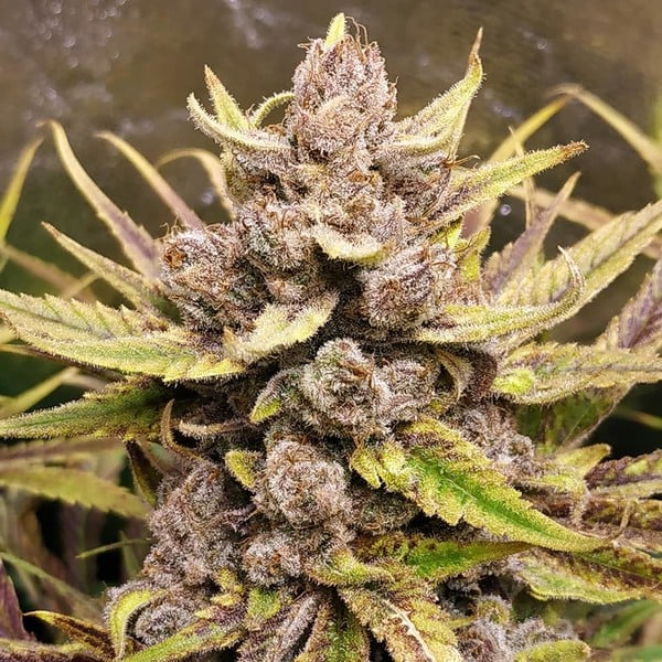 ROYAL HIGHNESS CBD FEM X1 ROYAL QUEEN SEEDS-6