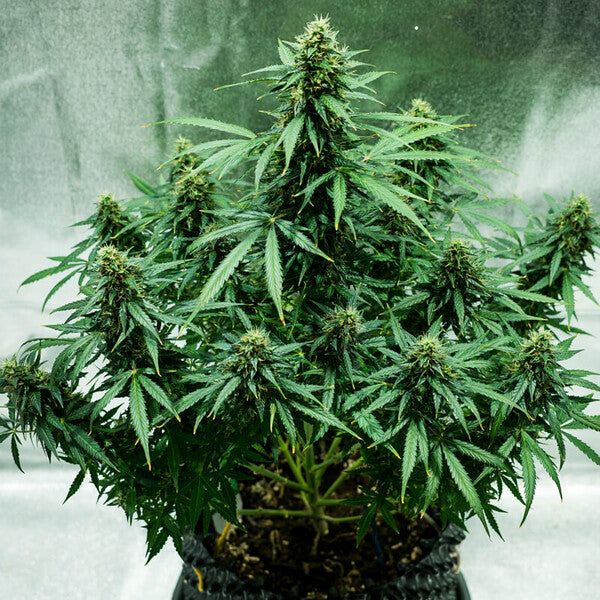 ROYAL JACK AUTO X10 ROYAL QUEEN SEEDS
