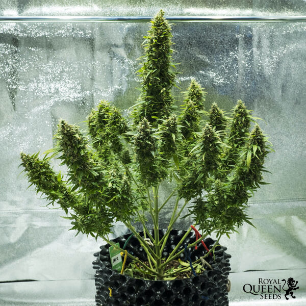 ROYAL JACK AUTO X3 ROYAL QUEEN SEEDS-3
