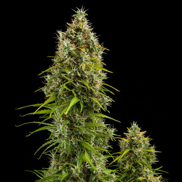 ROYAL JACK AUTO X10 ROYAL QUEEN SEEDS