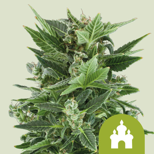 ROYAL KUSH AUTO X10 ROYAL QUEEN SEEDS