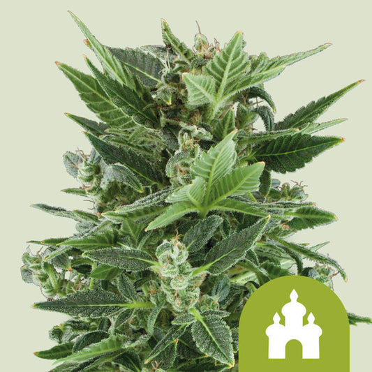 ROYAL KUSH AUTO X3 ROYAL QUEEN SEEDS