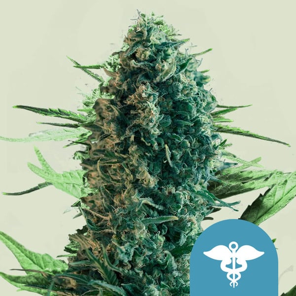 ROYAL MEDIC CBD FEM X1 ROYAL QUEEN SEEDS-1