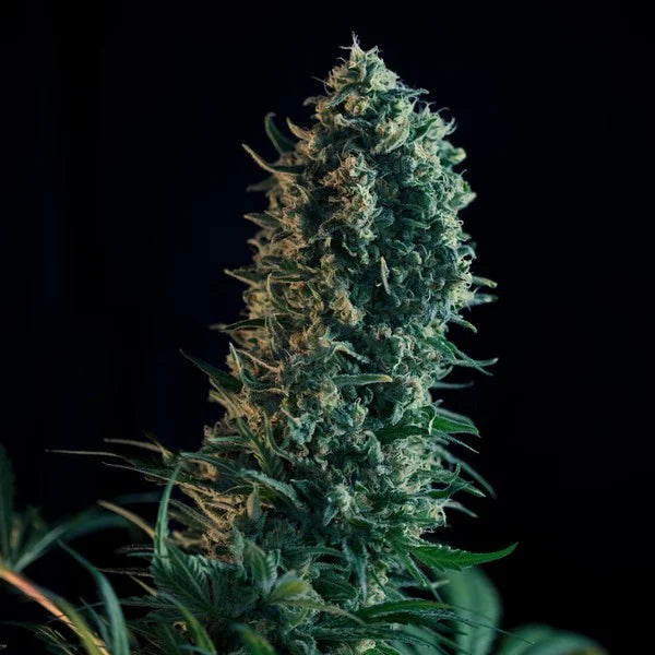 ROYAL MEDIC CBD FEM X1 ROYAL QUEEN SEEDS-3