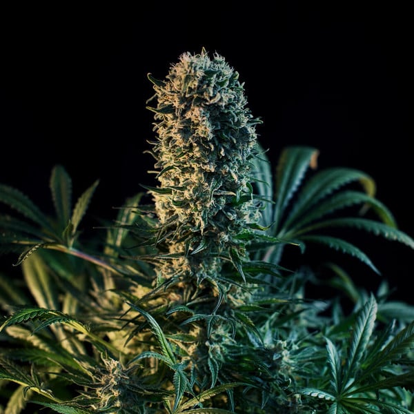 ROYAL MEDIC CBD FEM X1 ROYAL QUEEN SEEDS-4