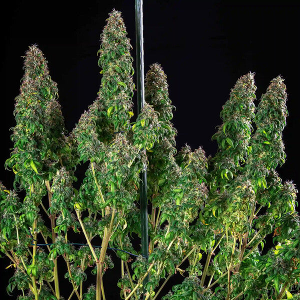 ROYAL MOBY X10 FEM ROYAL QUEEN SEEDS-3