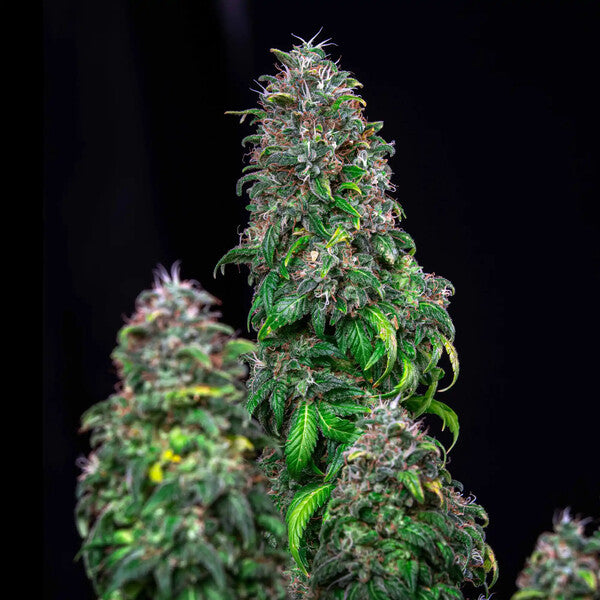 ROYAL MOBY X10 FEM ROYAL QUEEN SEEDS-5