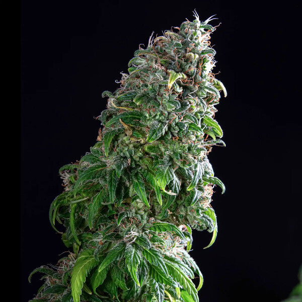 ROYAL MOBY X10 FEM ROYAL QUEEN SEEDS-4