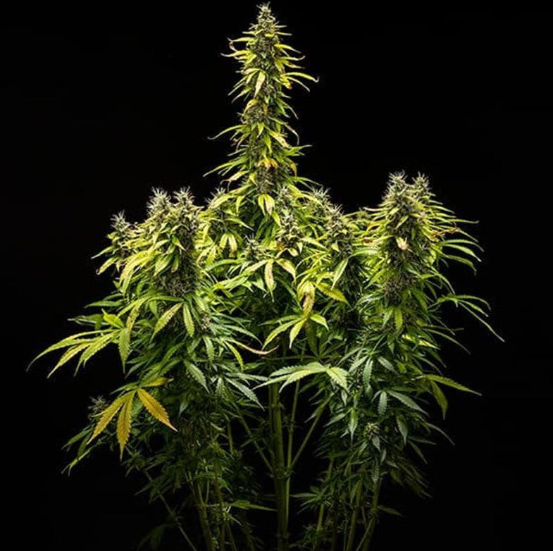 ROYAL RUNTZ AUTO X10 ROYAL QUEEN SEEDS-3