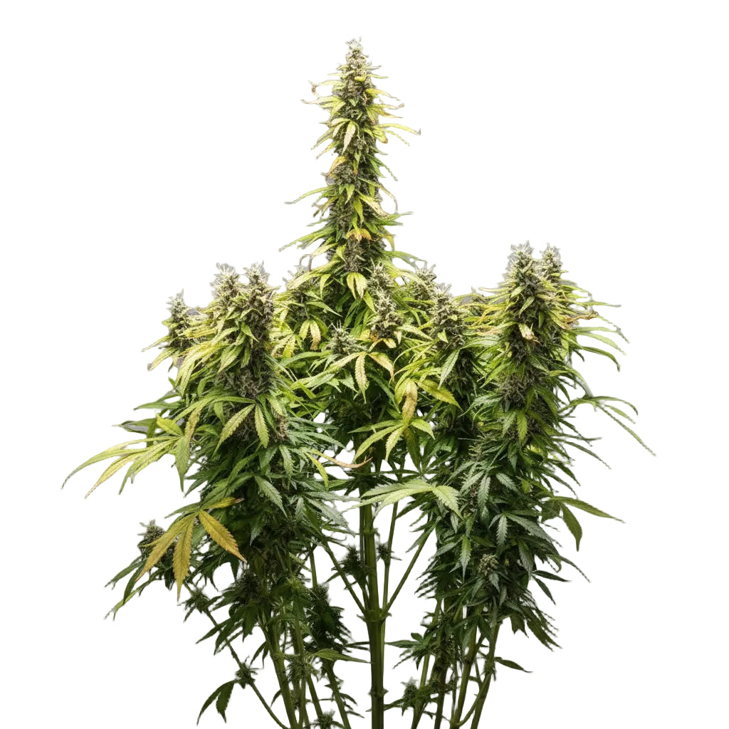 ROYAL RUNTZ XL AUTO GRANELSEEDS
