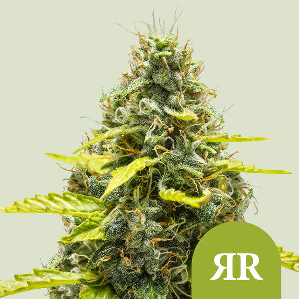 ROYAL RUNTZ AUTO X5 ROYAL QUEEN SEEDS