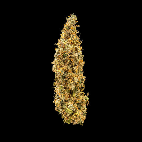 ROYAL RUNTZ AUTO X5 ROYAL QUEEN SEEDS