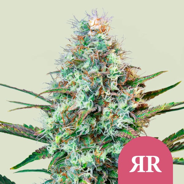 ROYAL RUNTZ FEM X 3 ROYAL QUEEN SEEDS-1