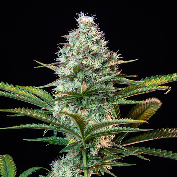 ROYAL RUNTZ FEM X 3 ROYAL QUEEN SEEDS-2