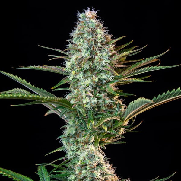 ROYAL RUNTZ FEM X 3 ROYAL QUEEN SEEDS-4