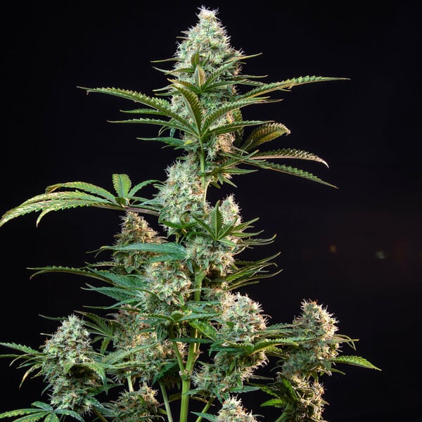 ROYAL RUNTZ FEM X 3 ROYAL QUEEN SEEDS-3