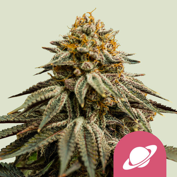ROYAL SKYWALKER FEM X1 ROYAL QUEEN SEEDS-1