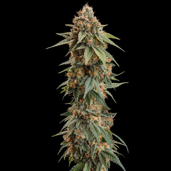 ROYAL SKYWALKER FEM X1 ROYAL QUEEN SEEDS-2