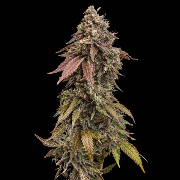 ROYAL SKYWALKER FEM X1 ROYAL QUEEN SEEDS-3