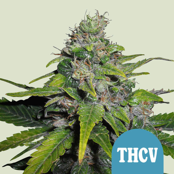 ROYAL THCV FEM X3 ROYAL QUEEN SEEDS-1