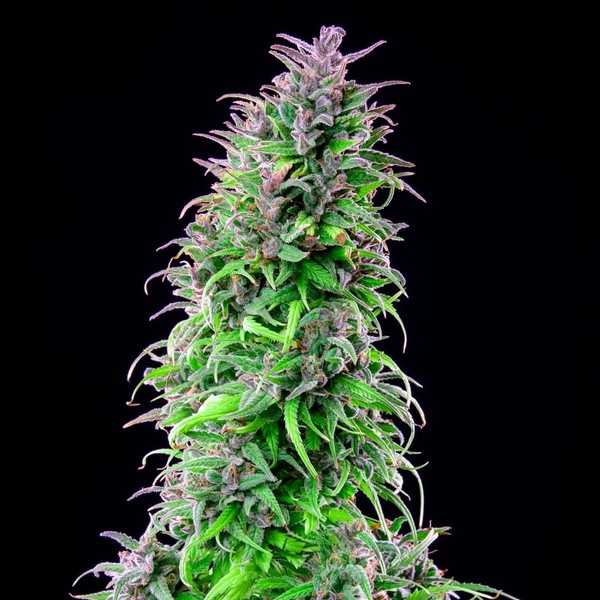ROYAL THCV FEM X3 ROYAL QUEEN SEEDS