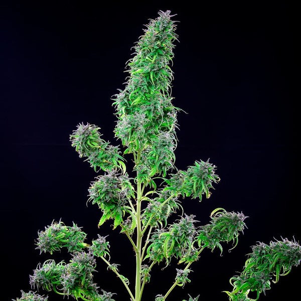 ROYAL THCV FEM X3 ROYAL QUEEN SEEDS-3