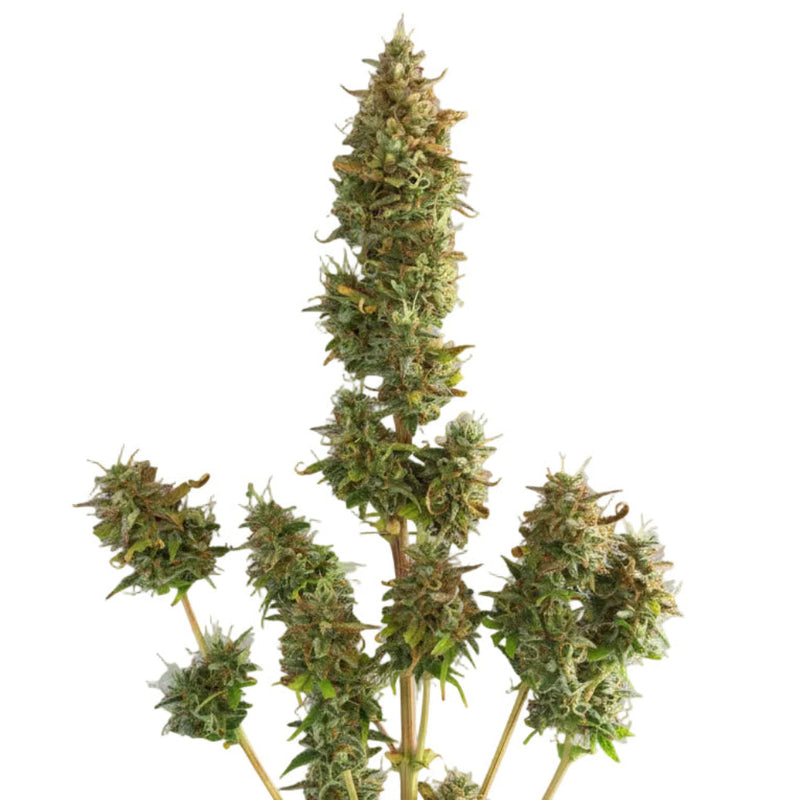 ROYAL RUNTZ XL AUTO GRANELSEEDS-3