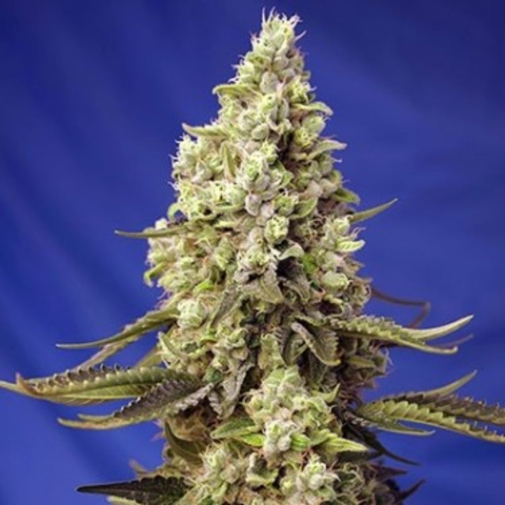 GREEN POISON XL AUTO X3+1 - SWEET SEEDS