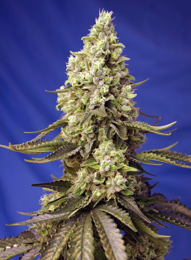 RUNTZ XL AUTO X3+1 - SWEET SEEDS-1