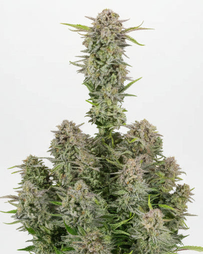 BRUCE BANNER AUTO GRANELSEEDS