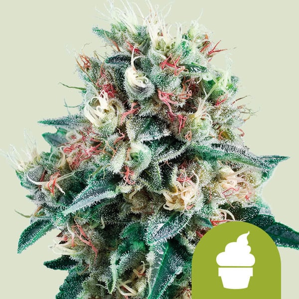 ROYAL CREAMATIC AUTO X1 ROYAL QUEEN SEEDS-1