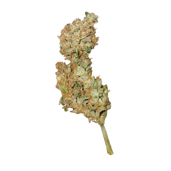 ROYAL CREAMATIC AUTO X1 ROYAL QUEEN SEEDS-2