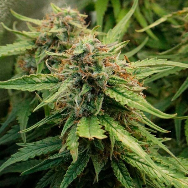ROYAL CREAMATIC AUTO X1 ROYAL QUEEN SEEDS-3