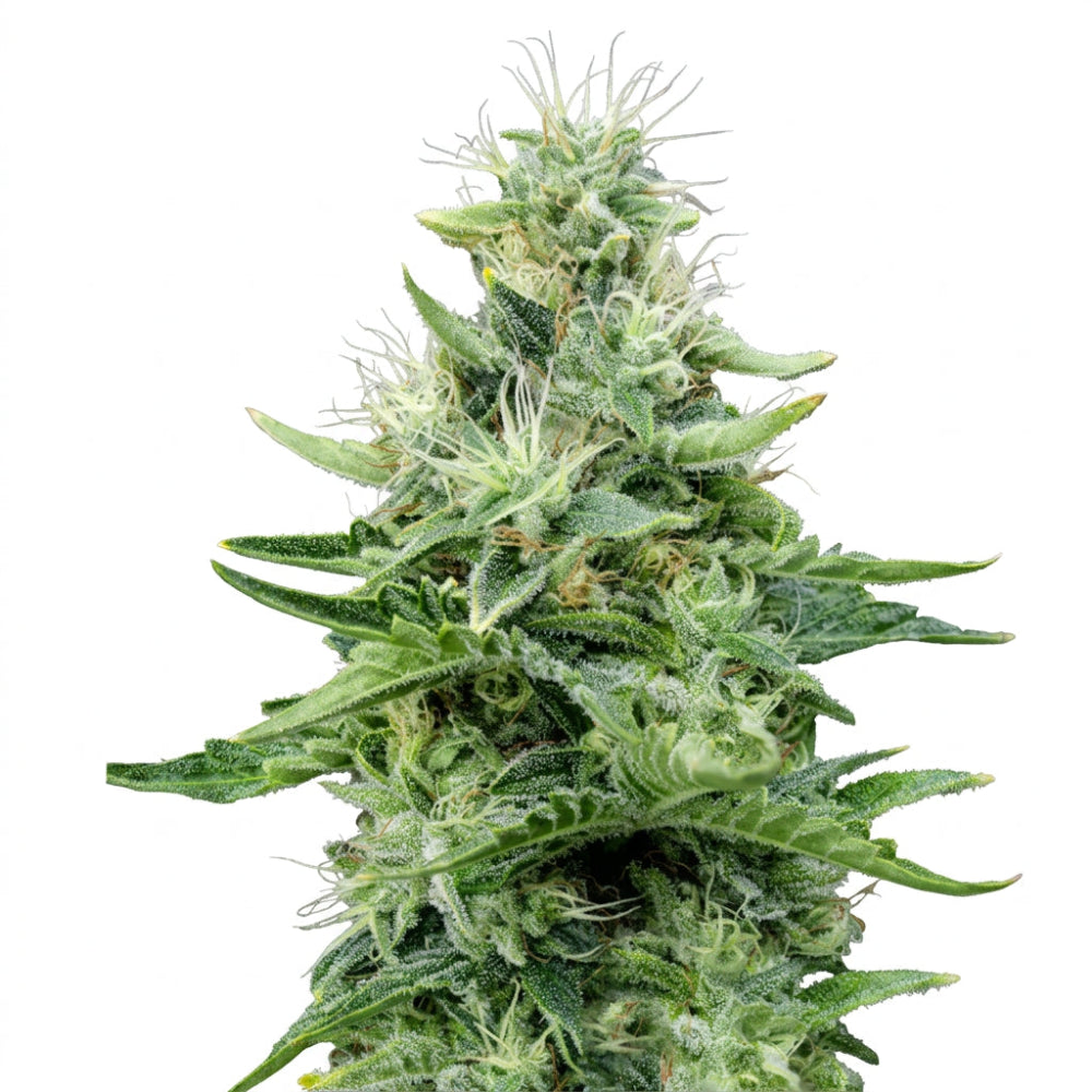 GORILLA CANDY FEM X3+1 - EVA SEEDS-1