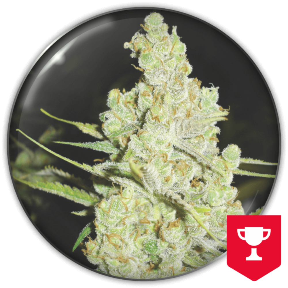 1024 FEM X3+2 - MEDICAL SEEDS-1