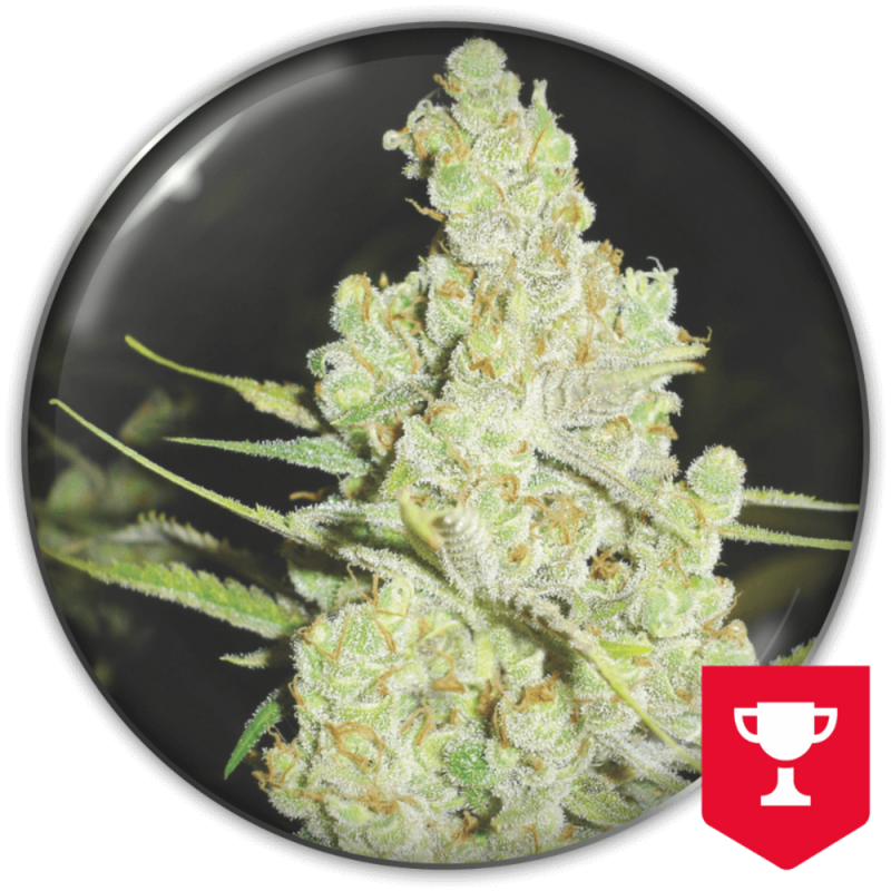 1024 FEM X3+2 - MEDICAL SEEDS-1