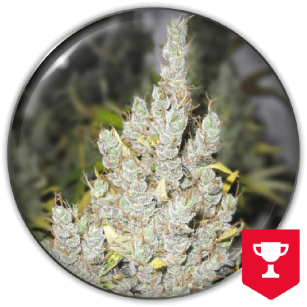 2046 FEM X3+2 - MEDICAL SEEDS-1