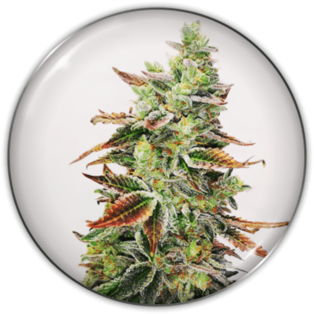 BANANA PURP FEM X3+2 - MEDICAL SEEDS-1