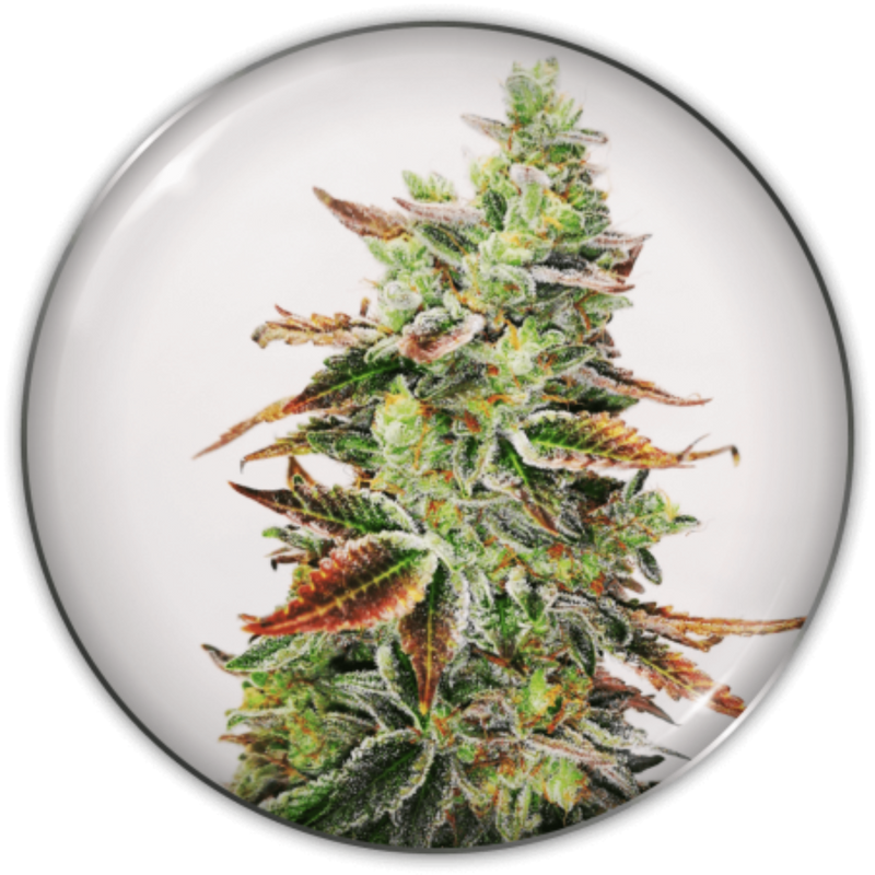 BANANA PURP FEM X3+2 - MEDICAL SEEDS-1