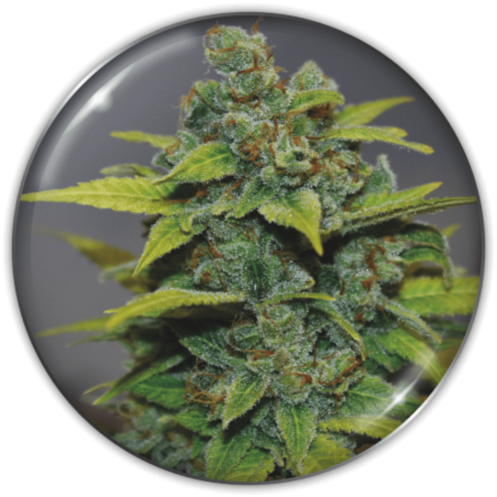 BANANA ZKITTLEZ FEM X3+2 - MEDICAL SEEDS