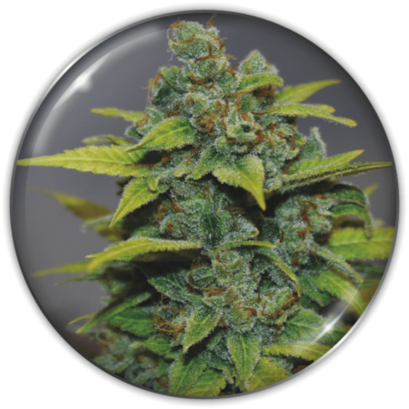 BANANA ZKITTLEZ FEM X3+2 - MEDICAL SEEDS-1