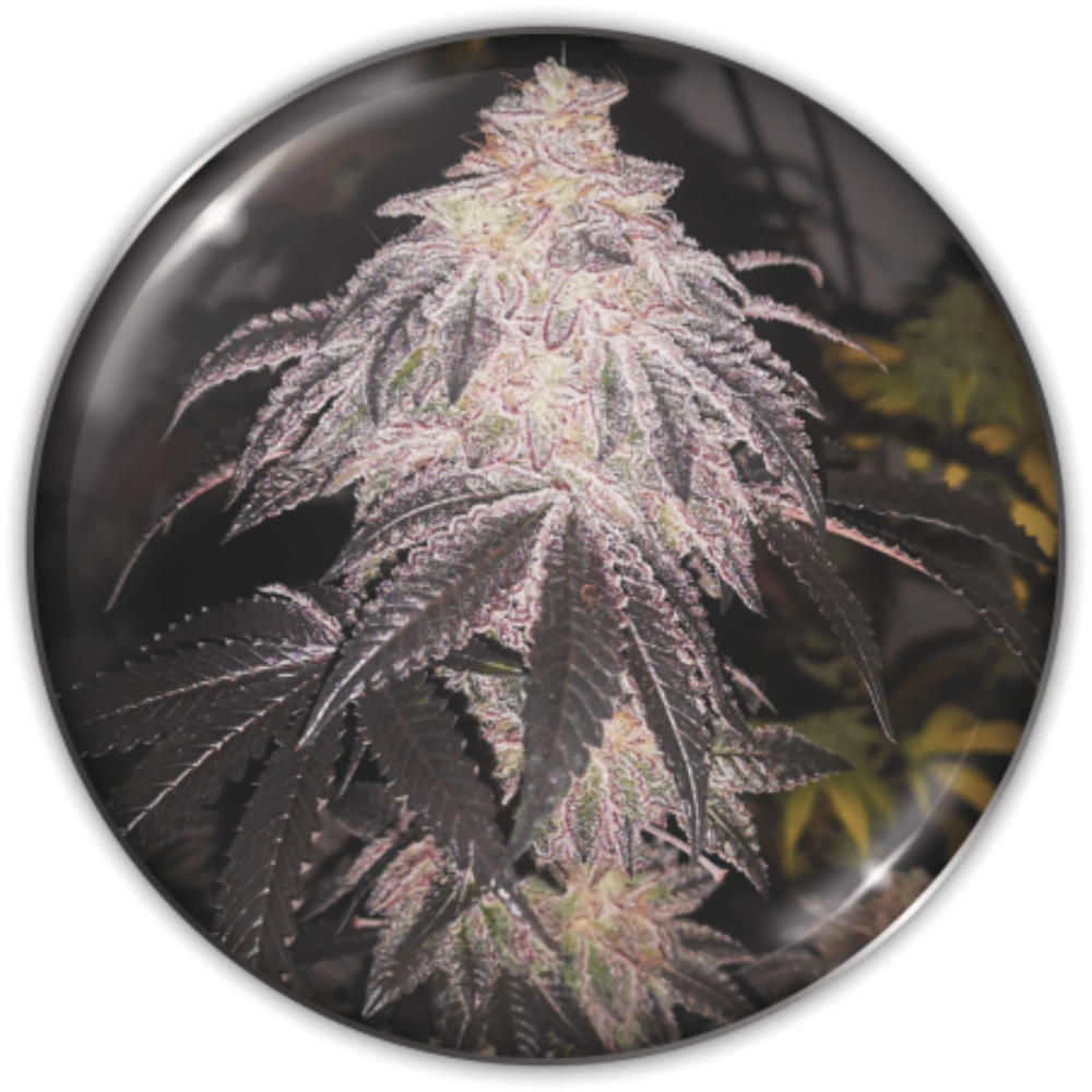 COOKIES SHERBERT AUTO X3+2 - MEDICAL SEEDS