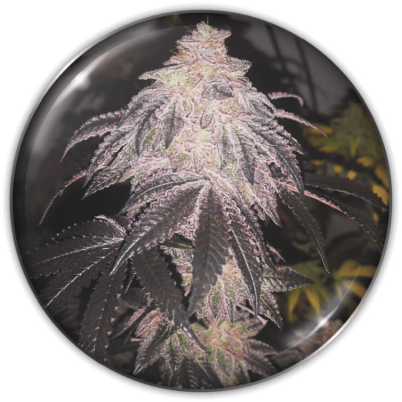 COOKIES SHERBERT AUTO X3+2 - MEDICAL SEEDS-1