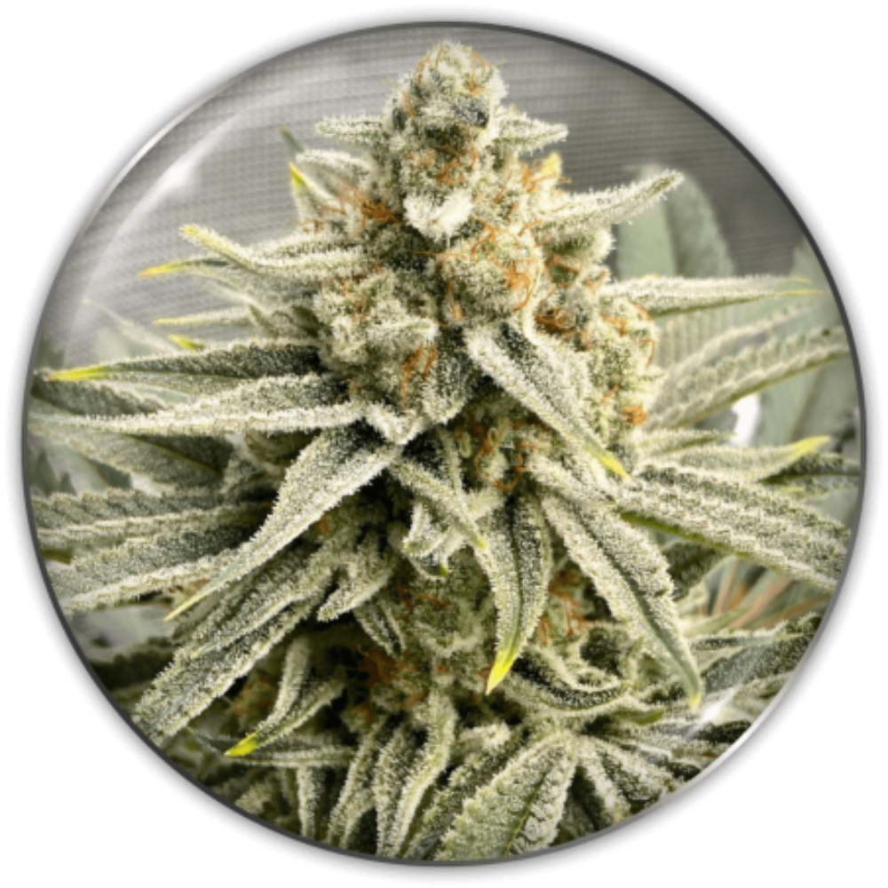 GRAPE FUEL FEM X3+2 - MEDICAL SEEDS-1